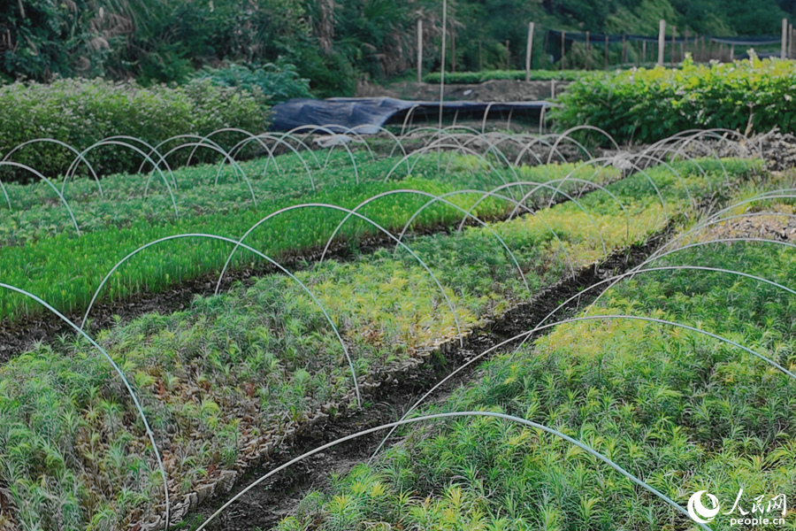 清流縣保障性苗圃的育苗區(qū)。人民網(wǎng) 楊灝昱攝