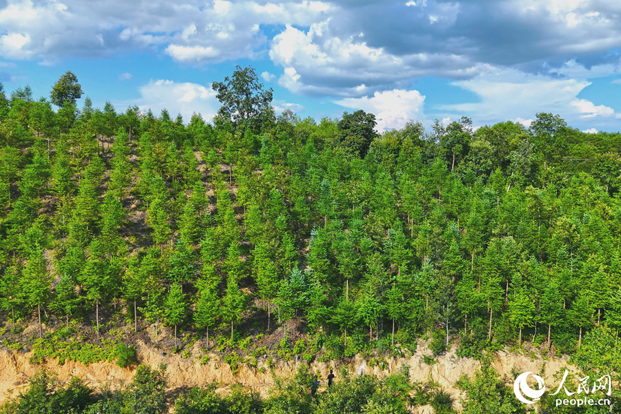 “一林三吃”的經(jīng)營模式豐富了林下經(jīng)濟的多樣性。人民網(wǎng) 李昌乾攝