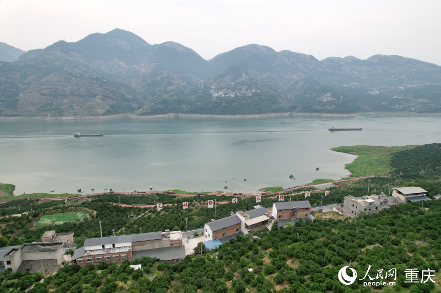 三沱村正以“三峽橙莊”建設(shè)為契機(jī)，描繪鄉(xiāng)村振興新圖景。人民網(wǎng)記者 劉政寧攝