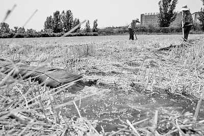 連日來，黃淮海持續(xù)高溫少雨，部分地區(qū)旱情仍在發(fā)展。圖為山東省肥城市通過蓄引提調(diào)相結(jié)合的辦法，多措并舉搶灌溉、保苗情。 新華社發(fā)