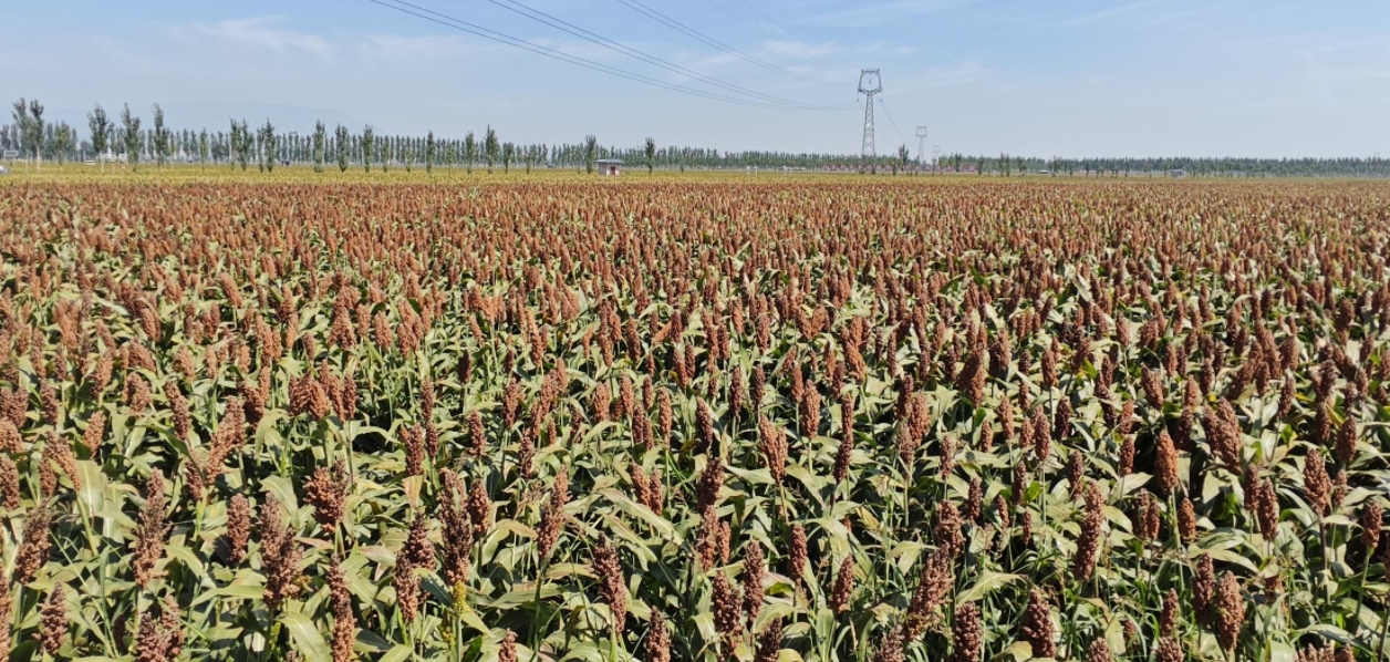 “汾享杏?！爆F(xiàn)代農(nóng)業(yè)科技示范園。郝建攝