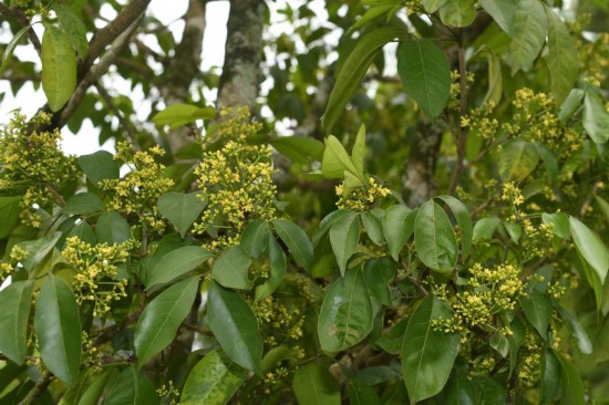 圖為廣西割舌樹(shù)。（廣西壯族自治區(qū)中醫(yī)藥研究院供圖）