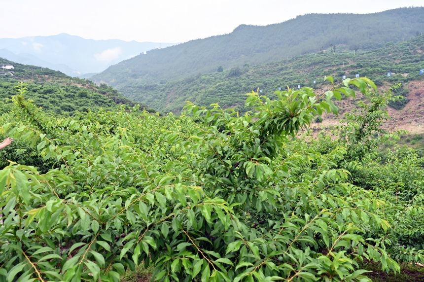 柑園村漫山遍野的脆李樹(shù)。鄒樂(lè)攝