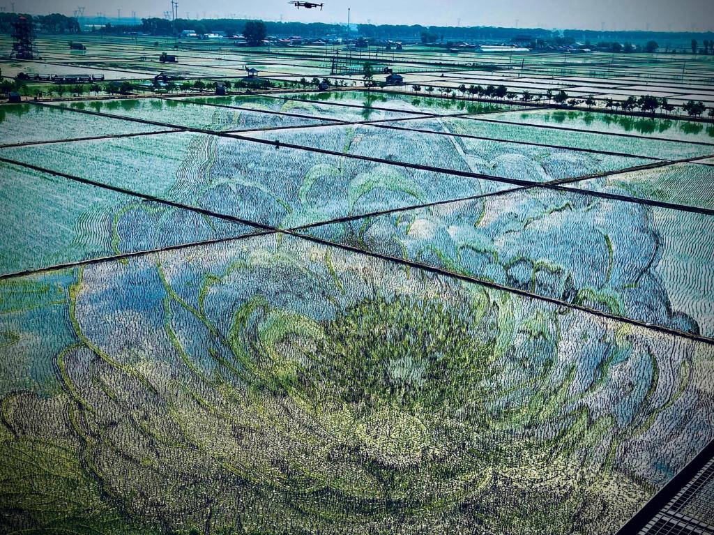 國色山河主題稻田畫。人民網(wǎng)記者 任妍攝