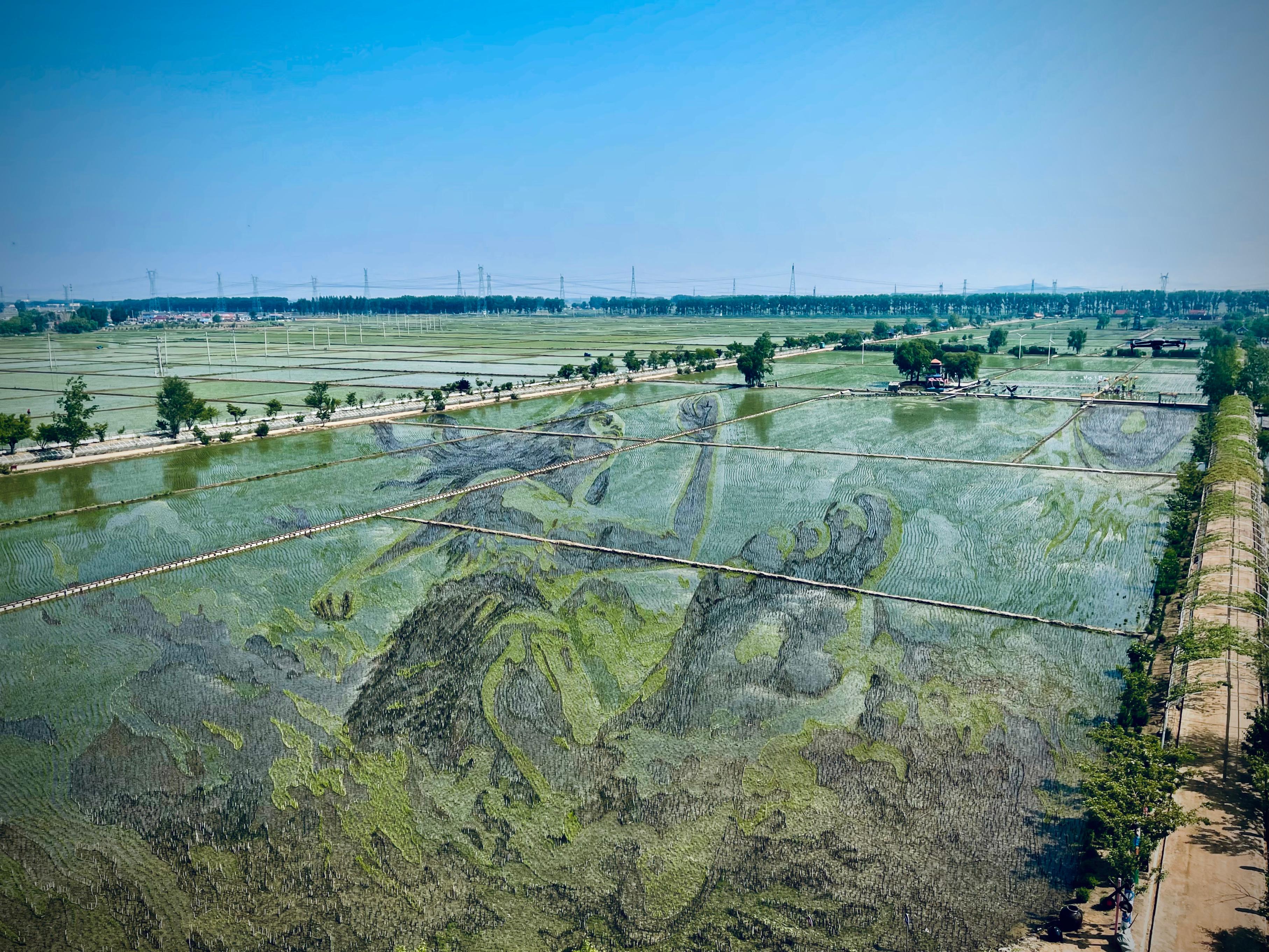 “歷史典故-夸父逐日”稻田畫。人民網(wǎng)記者 任妍攝