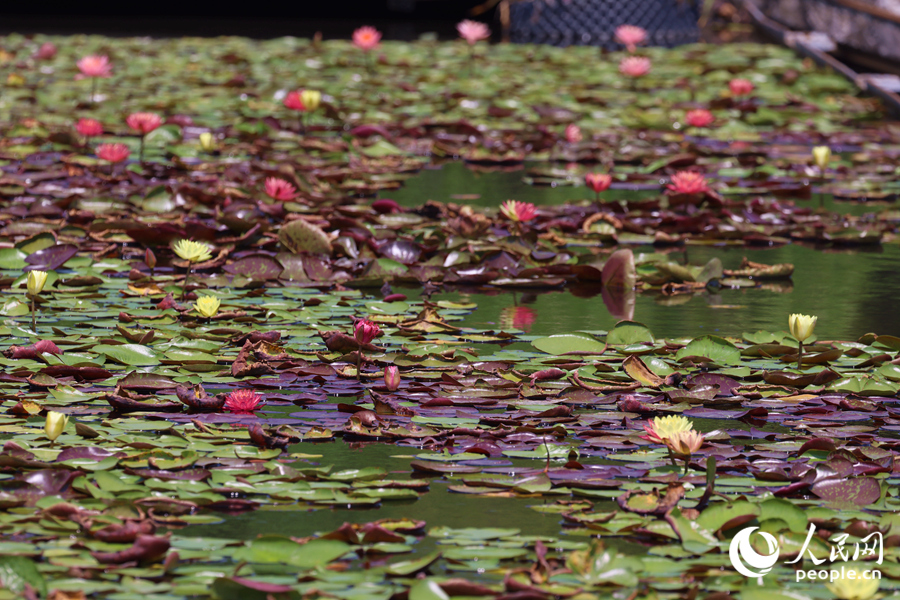 藏在繁花深處的3朵雙色睡蓮。人民網(wǎng)記者 陳博攝