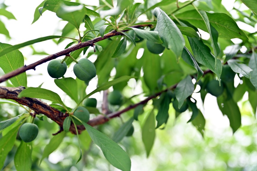 巫山縣曲尺鄉(xiāng)柑園村的脆李樹(shù)掛滿(mǎn)青果。鄒樂(lè)攝