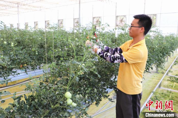 圖為在紅谷灘區(qū)元宇宙·VR數(shù)字農(nóng)業(yè)示范基地七彩番茄培育車間內(nèi)，農(nóng)業(yè)技術(shù)員正在對(duì)番茄植株進(jìn)行修剪?！⌒苠\陽(yáng) 攝