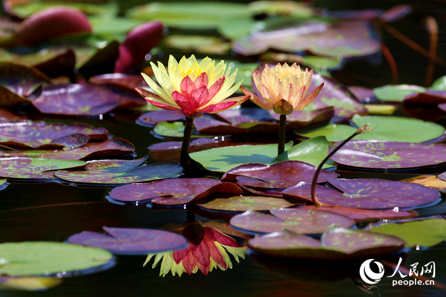 雙色睡蓮與翠綠的蓮葉、清澈的池水相映成畫。人民網(wǎng)記者 陳博攝