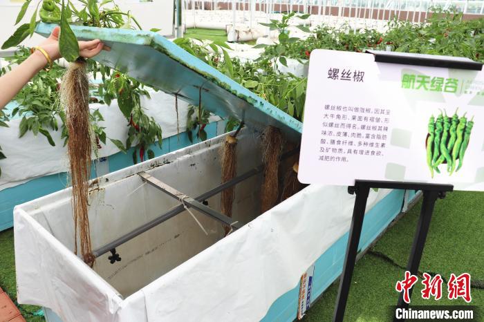 圖為在南昌市紅谷灘區(qū)元宇宙·VR數(shù)字農(nóng)業(yè)示范基地氣霧培養(yǎng)車間里，螺絲椒長(zhǎng)勢(shì)良好?！⌒苠\陽(yáng) 攝