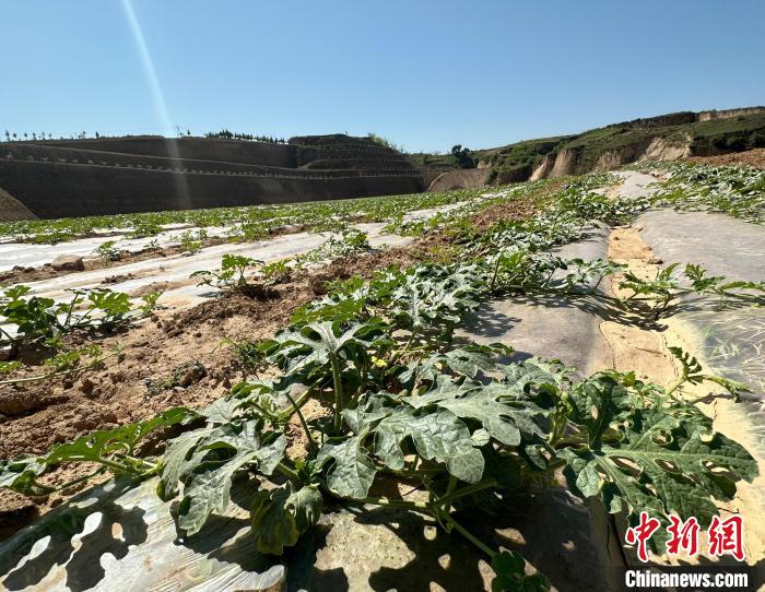 當(dāng)前，西瓜正值快速生長期。　劉小紅 攝