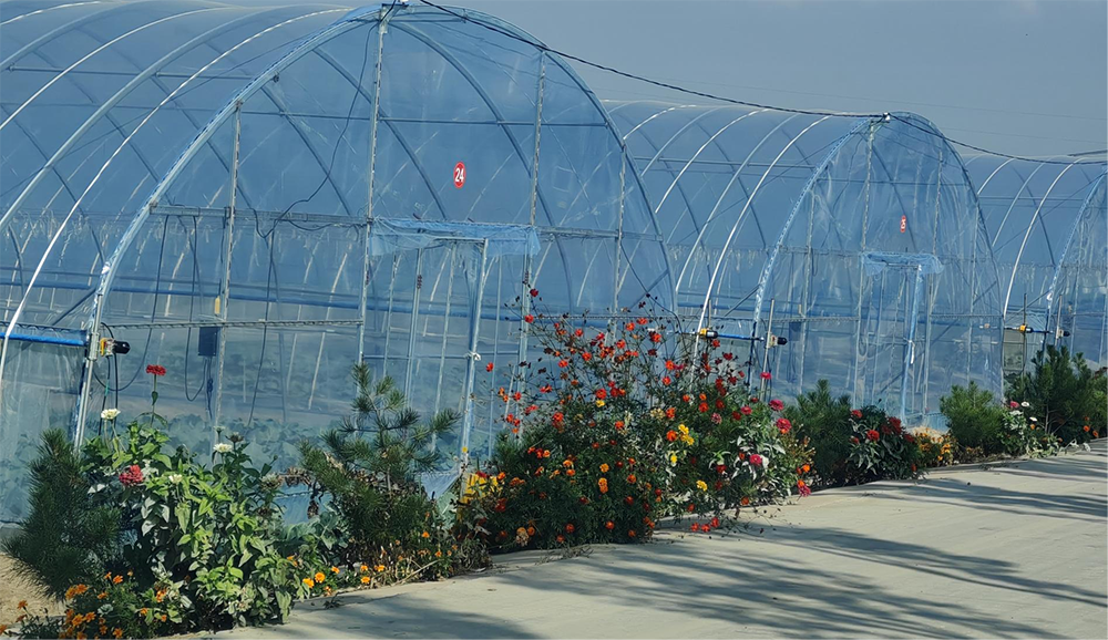 西馬寨村大棚種植。人民網(wǎng)記者 趙芳攝