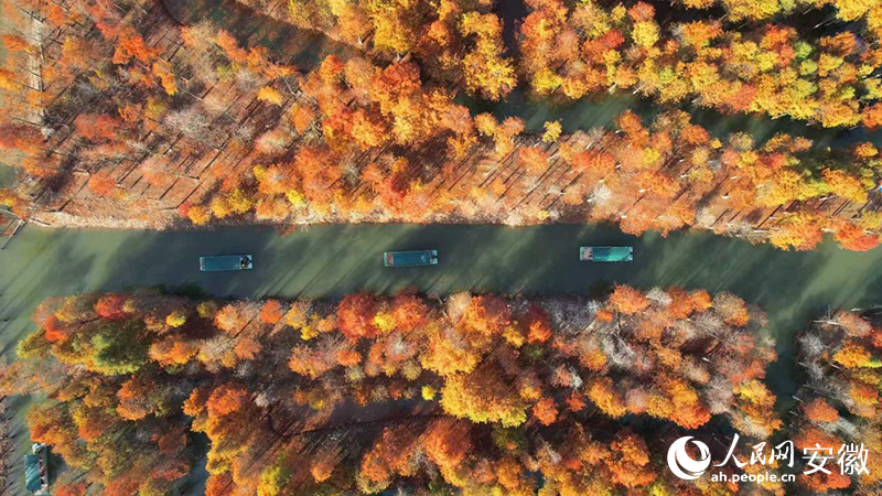 寧國落羽紅杉林。人民網(wǎng) 郭昊攝