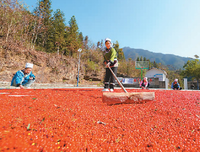 貴州省黔東南苗族侗族自治州榕江縣依托豐富的森林資源，大力發(fā)展林下草珊瑚中藥材種植等林下經(jīng)濟(jì)，實(shí)現(xiàn)農(nóng)民增收、林業(yè)增效。圖為榕江縣興華水族鄉(xiāng)星月村草珊瑚種植基地內(nèi)，村民在采收、晾曬草珊瑚果。 周光勝攝（人民視覺(jué)）